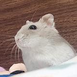 hikarimeru