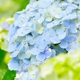 陽雨＊ヒサメ