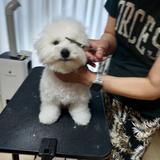 トリミング教室ペットケアスクールベル