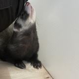 アニマルミー