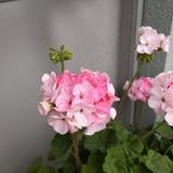 sempreconte♧センプレコンテ