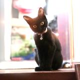 黒猫のマクシー