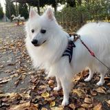 Brohei