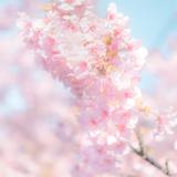 だいごフォト