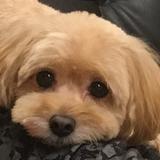 mameひねもす