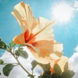 Hana_blossoms