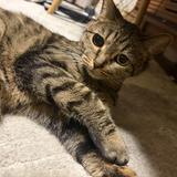 coco_neco