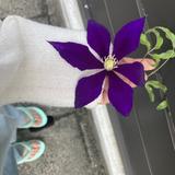 Plumeria☺︎