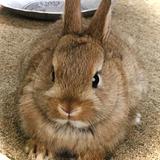 りくうさぎ