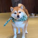 Sinoo しの