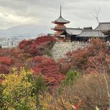 京都アニマルコミュニケーション　桜梅桃李