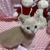 hayoon☆ハユン☆占い師