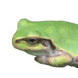 けろけろグラフィック