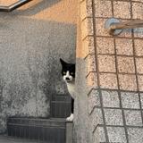 はんひょん