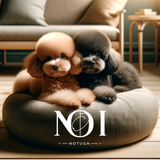 NOI_03