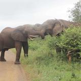Africa_mama