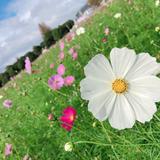 福岡県出身のももです♪