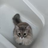 ねむねむ銀