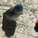 オコリザル