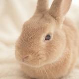 りっか　食品衛生伴走者
