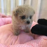 マチュぴっちゅ