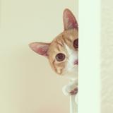 のりー