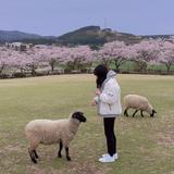 ｉｃｈｉｋａ一華