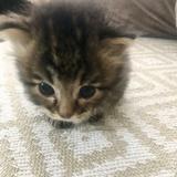 atto 保護猫