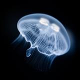 泡沫揺蕩_ツールクリエイター