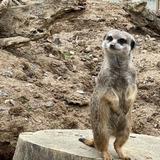 はないちご