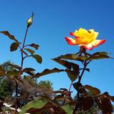 Kaffir Lily