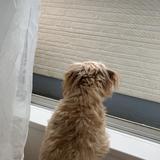 ころちょ