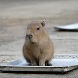 バラにゃんあ