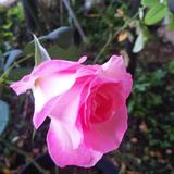 Roseme