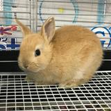 ハミングウェイ