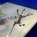 かられる