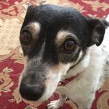 nutka