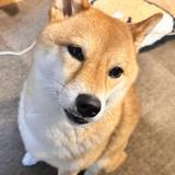 あんゆちゃん