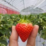 大空夏いちご農園
