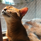 猫の手税理士