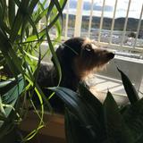 ちょこ121316
