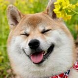 ニッコリわんこ