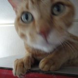 toriho
