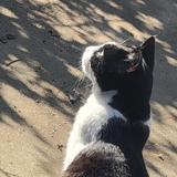 ねこcat