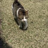ゴルフネコ
