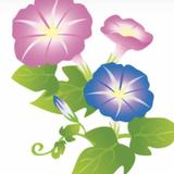 蕣あさがお
