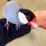 文鳥文子