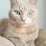 ブラウンアップ  せどり自宅完結で稼ぐ人
