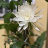凜々花の花