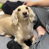 うさももちゃん
